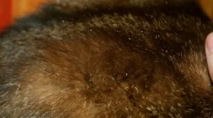 Este posibil să dați o mâncare de pisică